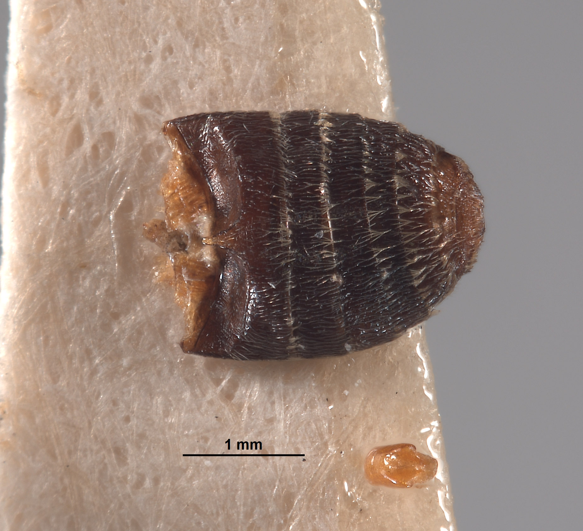 Eutrichopleurus equalis image