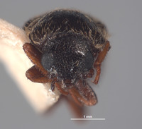 Eutrichopleurus equalis image