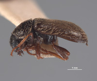 Eutrichopleurus equalis image