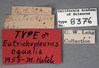 Eutrichopleurus equalis image