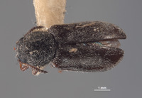 Eutrichopleurus owyhee image