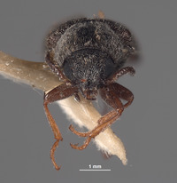 Eutrichopleurus owyhee image