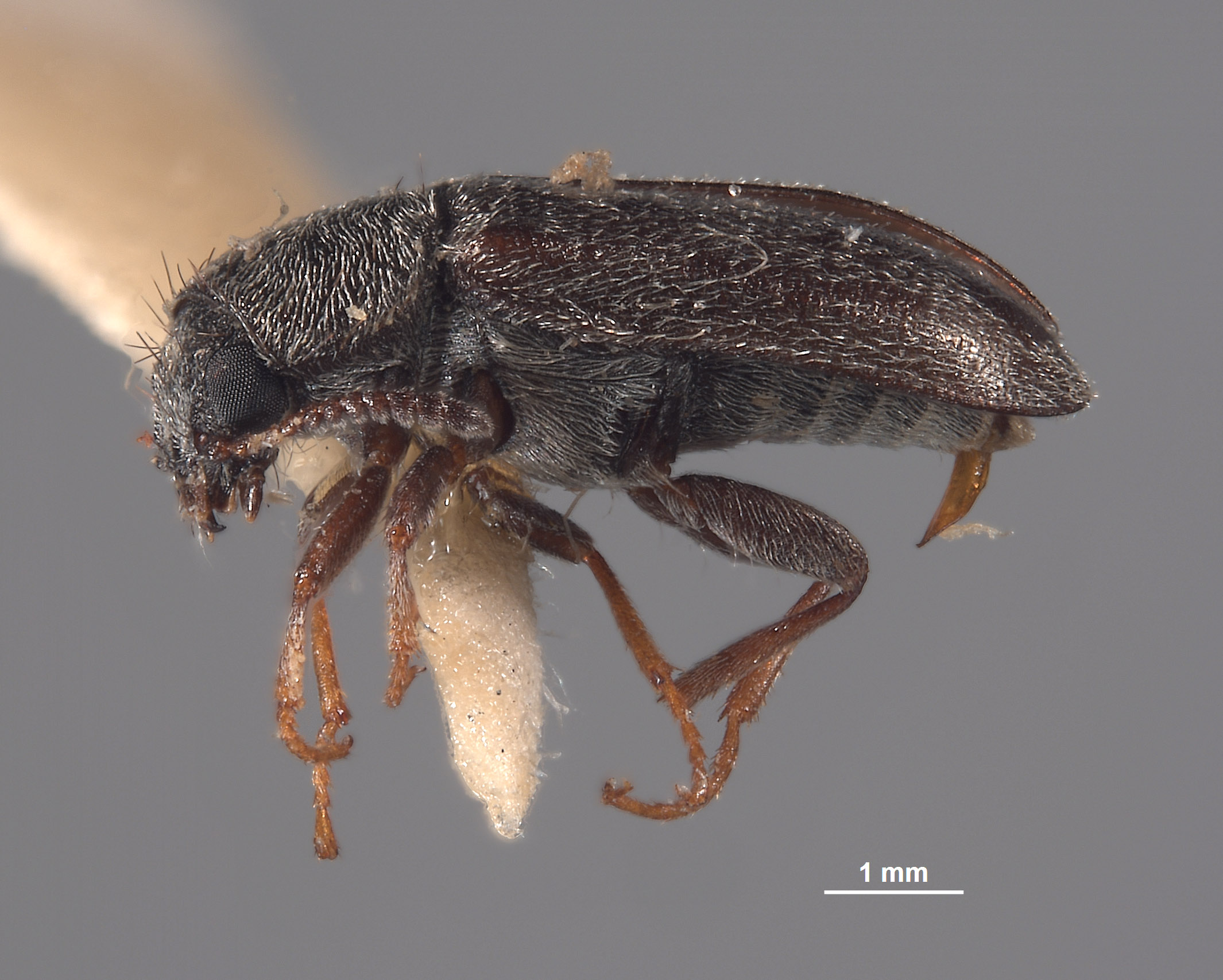 Eutrichopleurus owyhee image