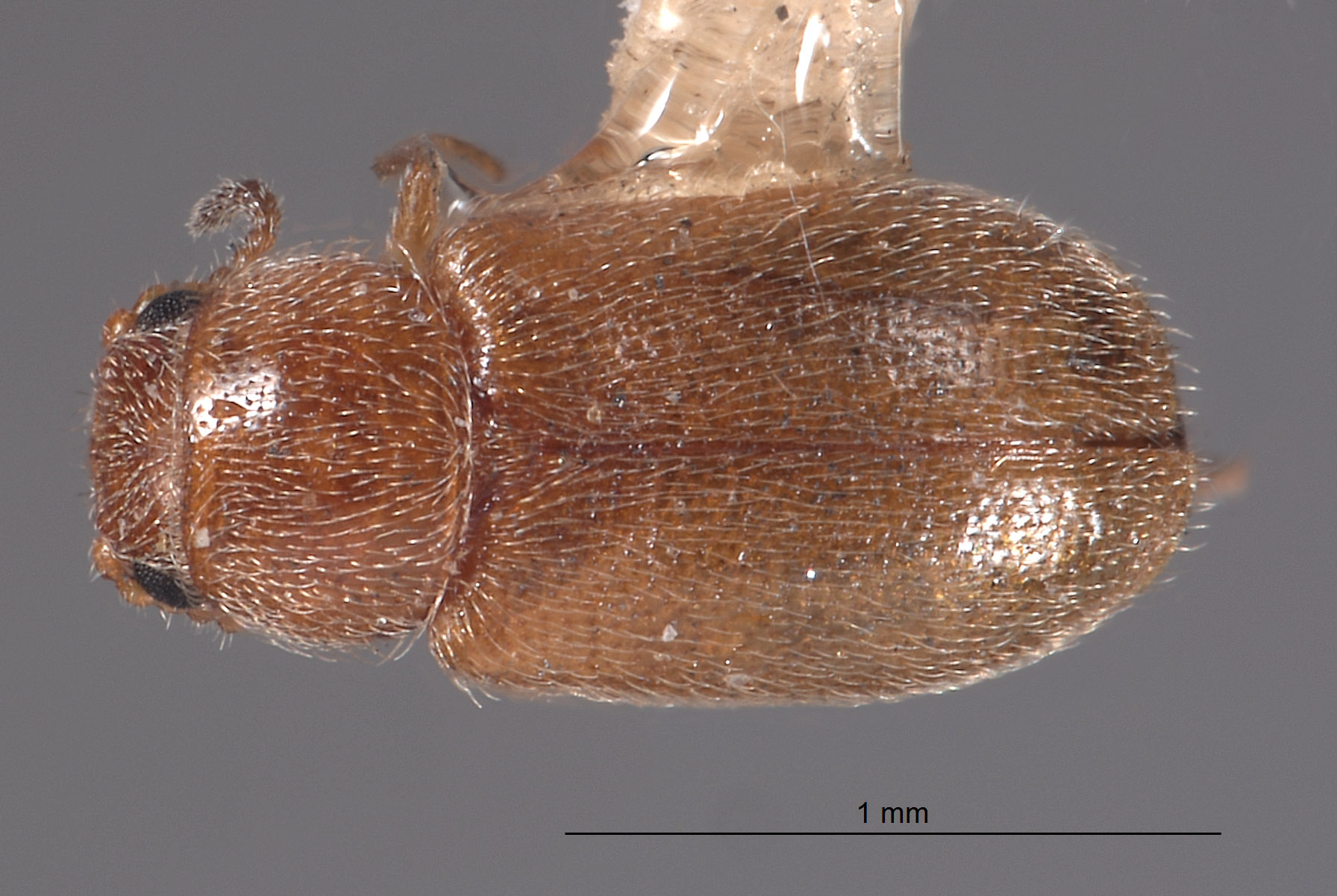 Neadasytes testaceus image