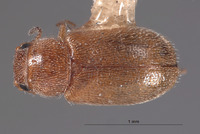 Neadasytes testaceus image