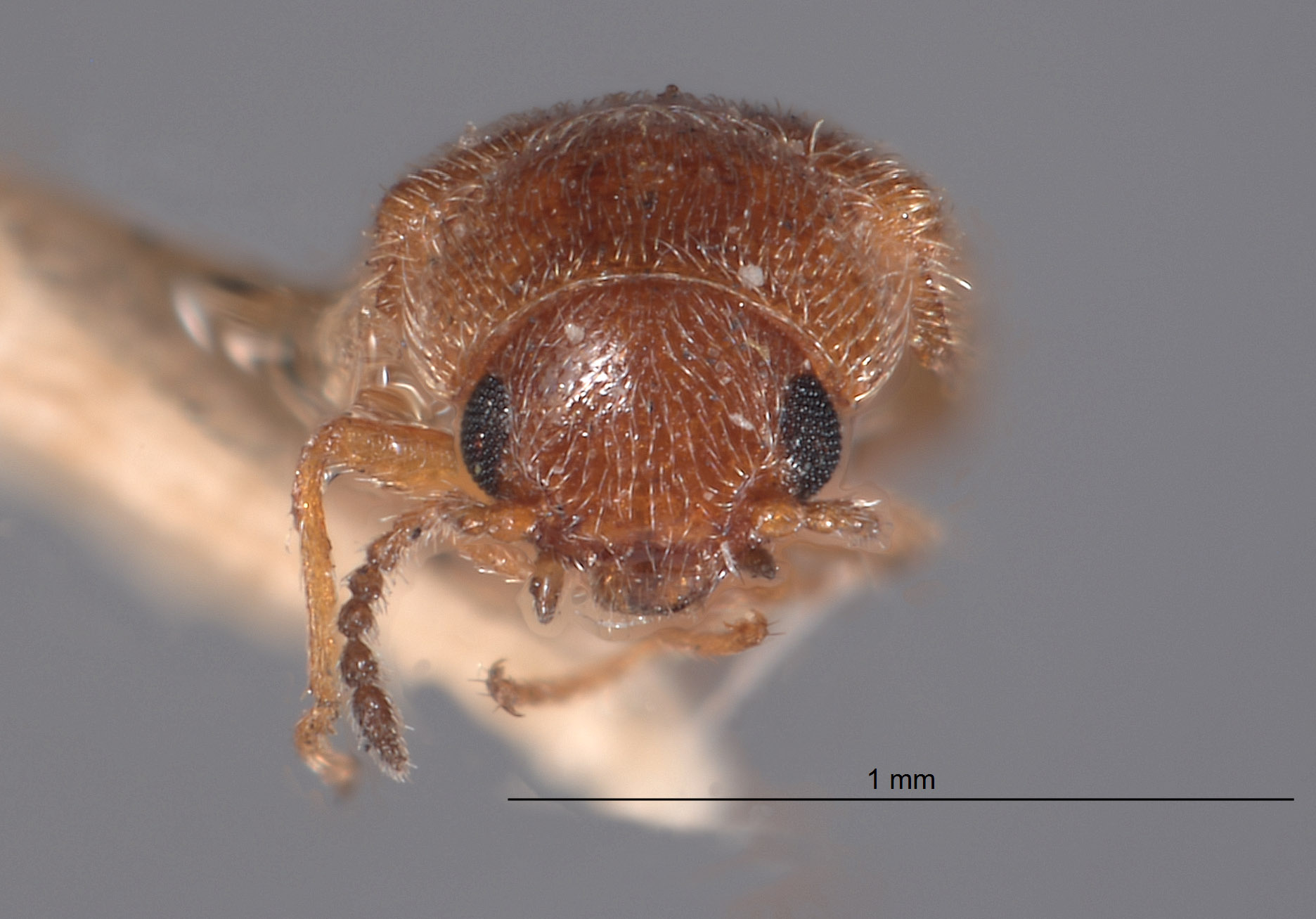 Neadasytes testaceus image
