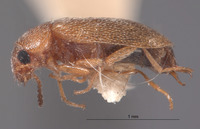 Neadasytes testaceus image