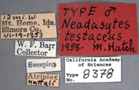 Neadasytes testaceus image