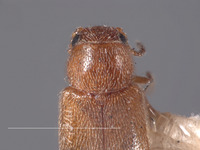 Neadasytes testaceus image