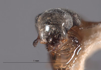 Paradasytes barri image