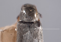 Paradasytes barri image