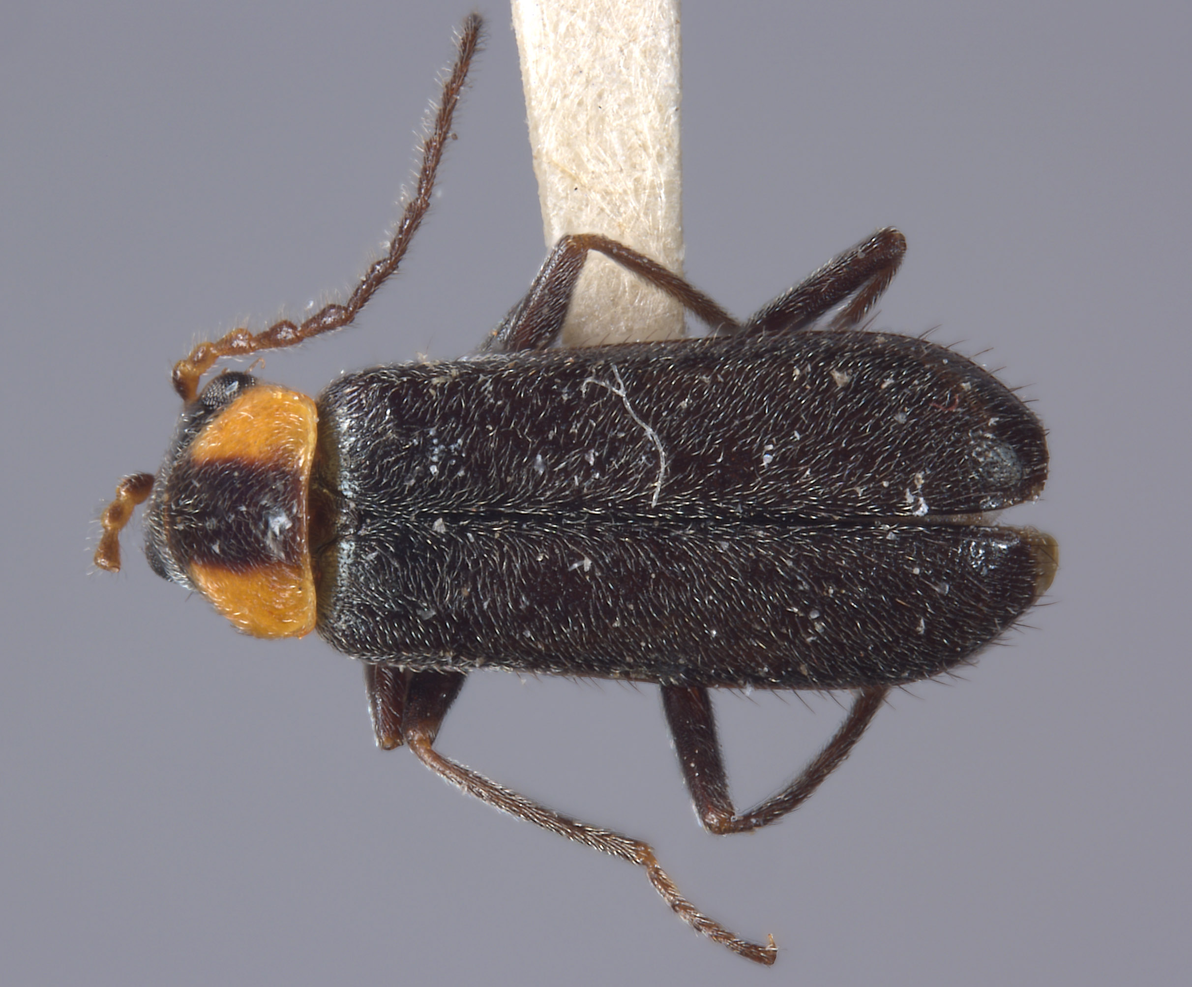 Attalus incisopygus image