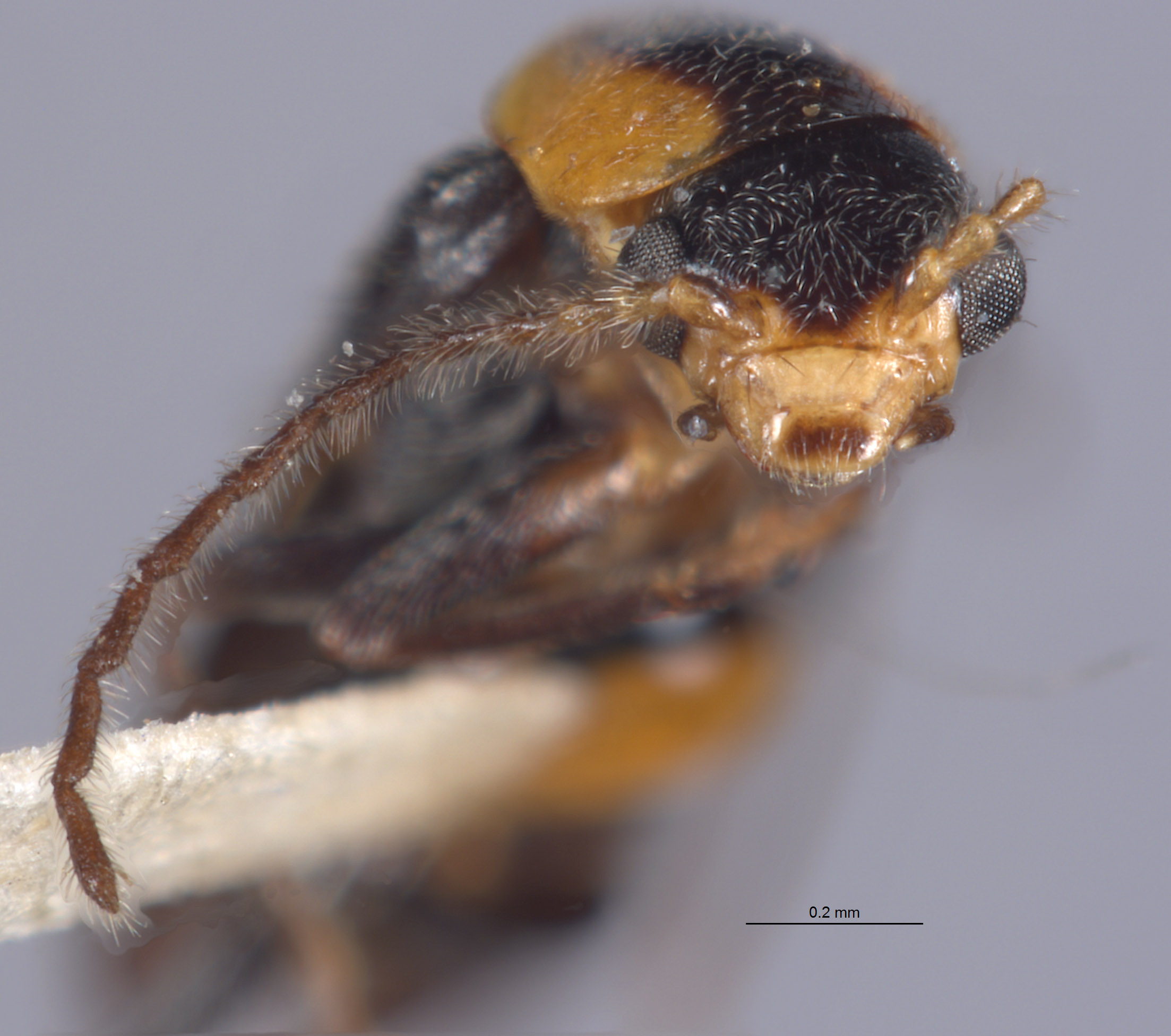 Attalus incisopygus image