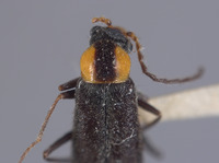 Attalus incisopygus image