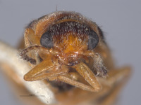 Ebaeus crassicornis image