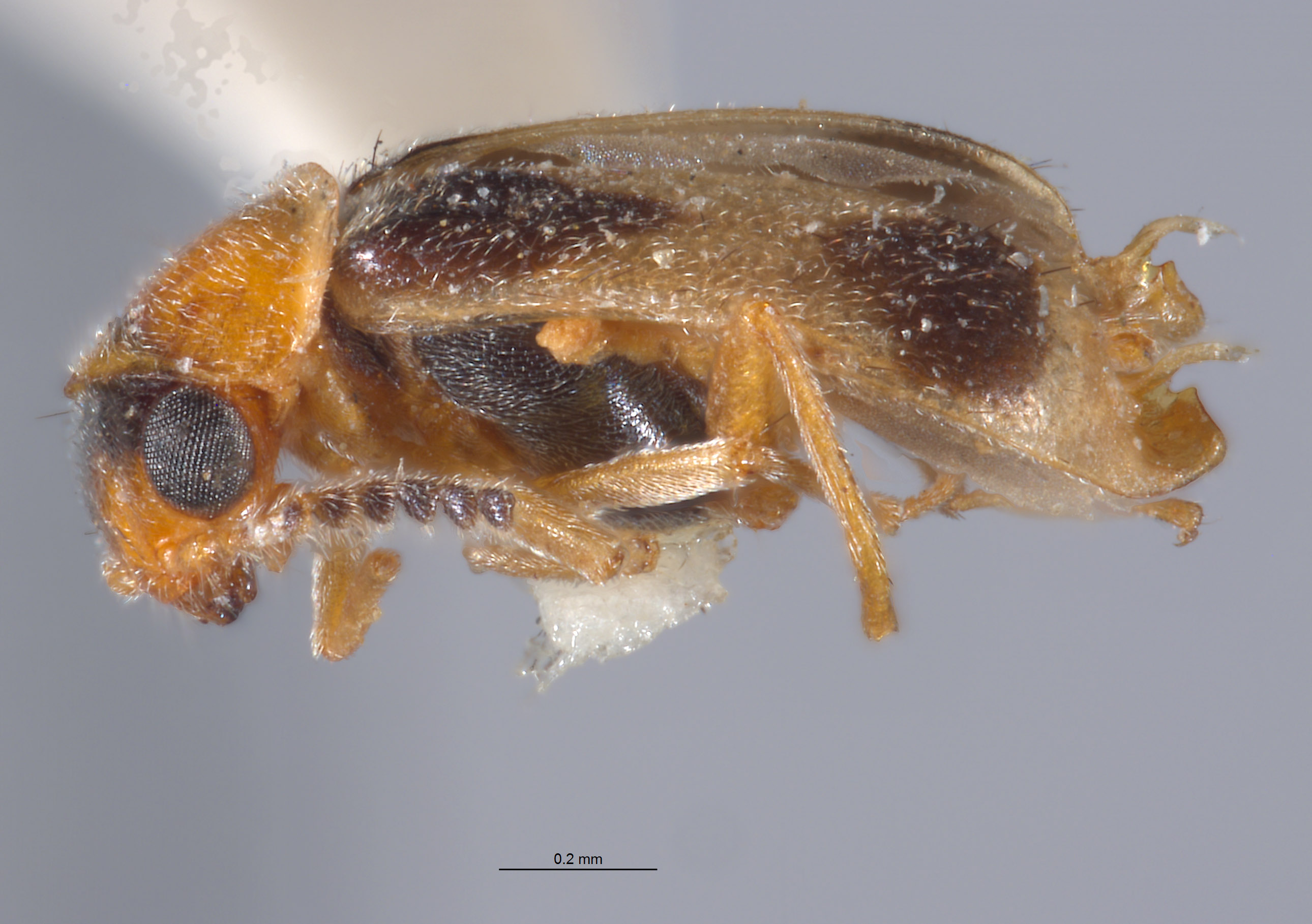 Ebaeus crassicornis image