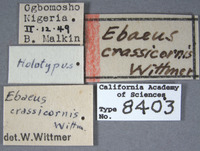 Ebaeus crassicornis image