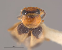 Ebaeus crassicornis image