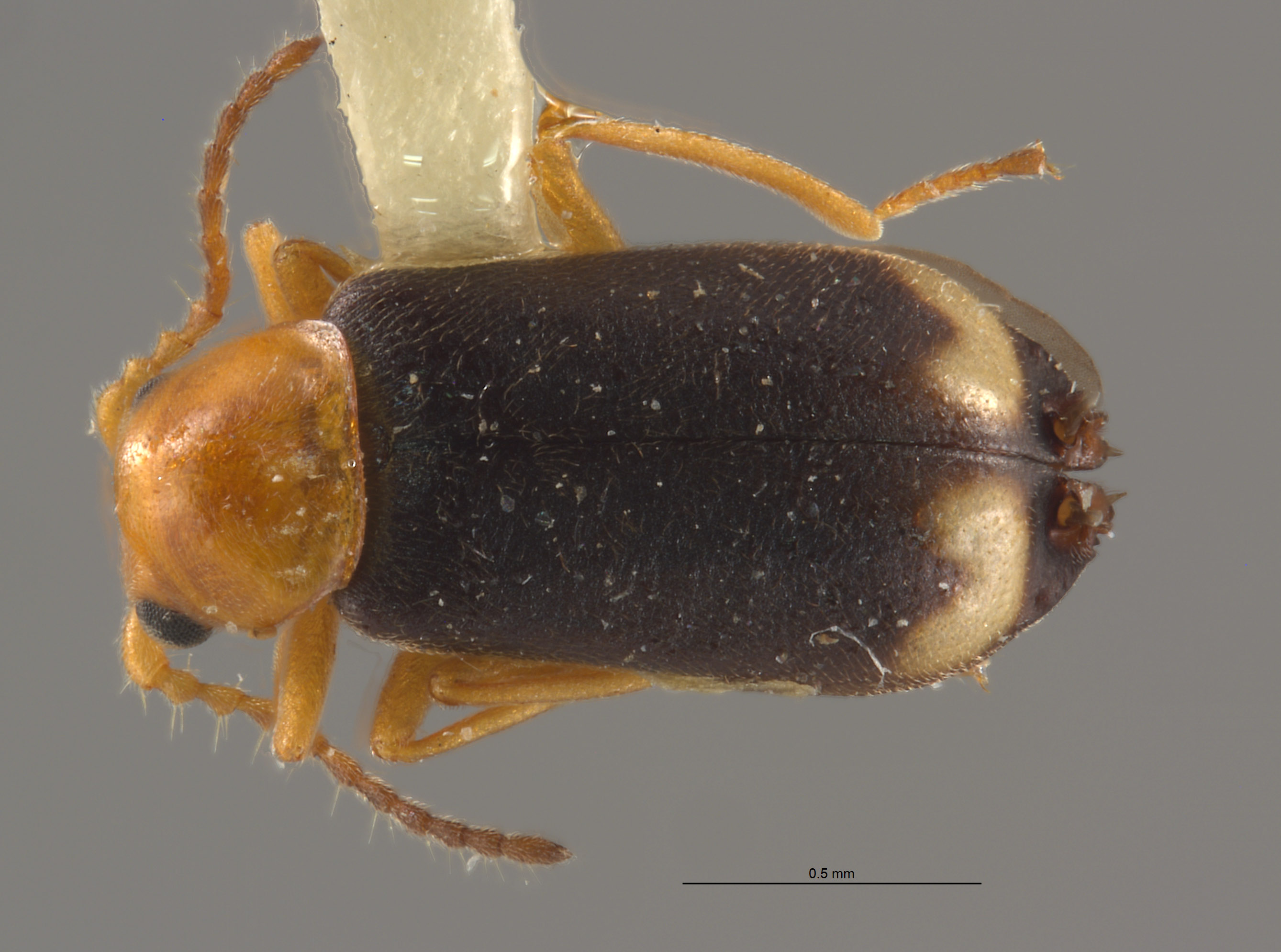 Ebaeus lunulatus image