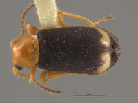 Ebaeus lunulatus image