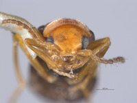 Ebaeus lunulatus image