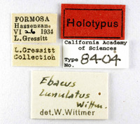 Ebaeus lunulatus image