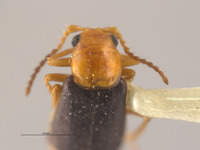 Ebaeus lunulatus image
