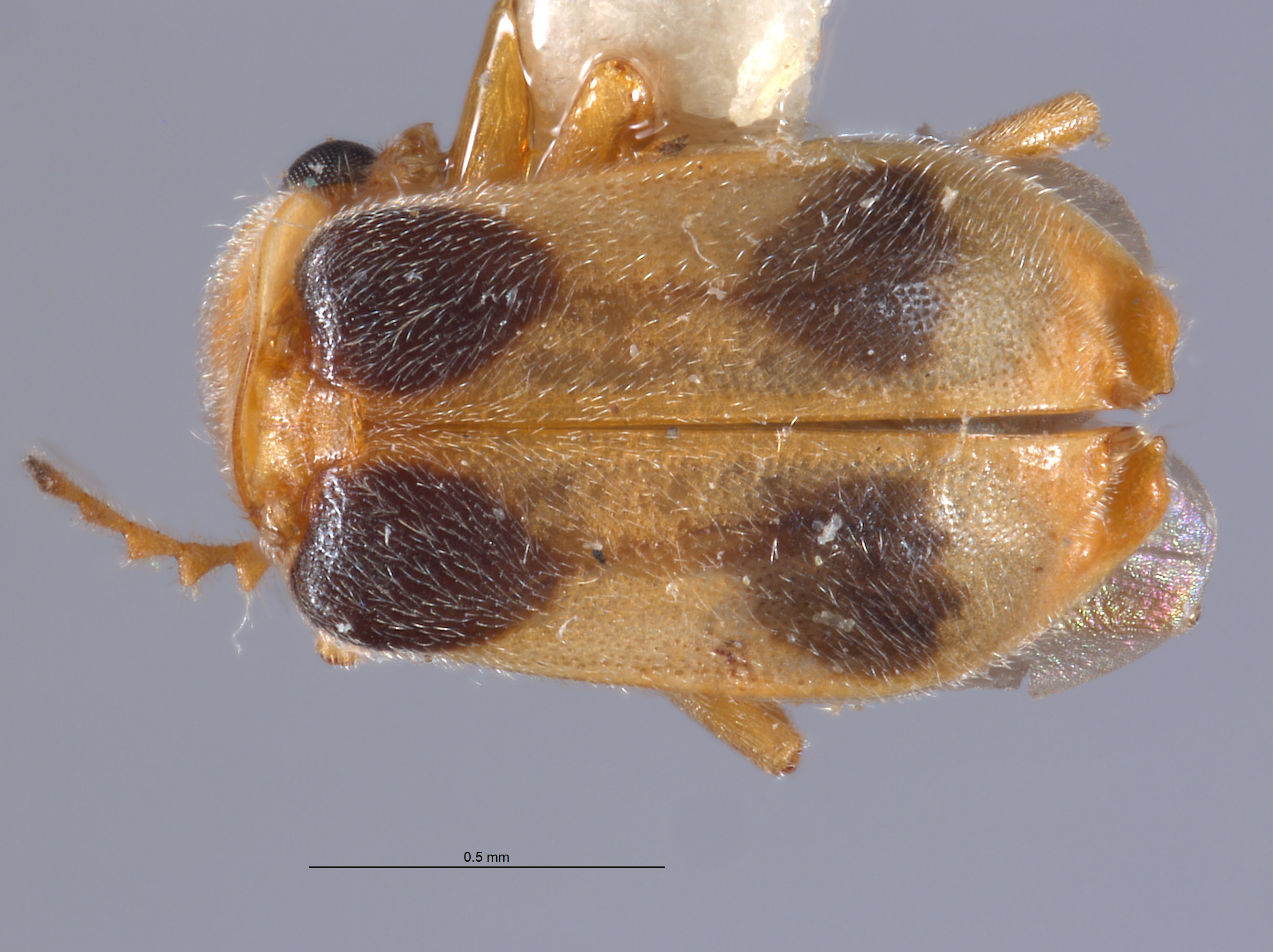 Ebaeus nigerianus image