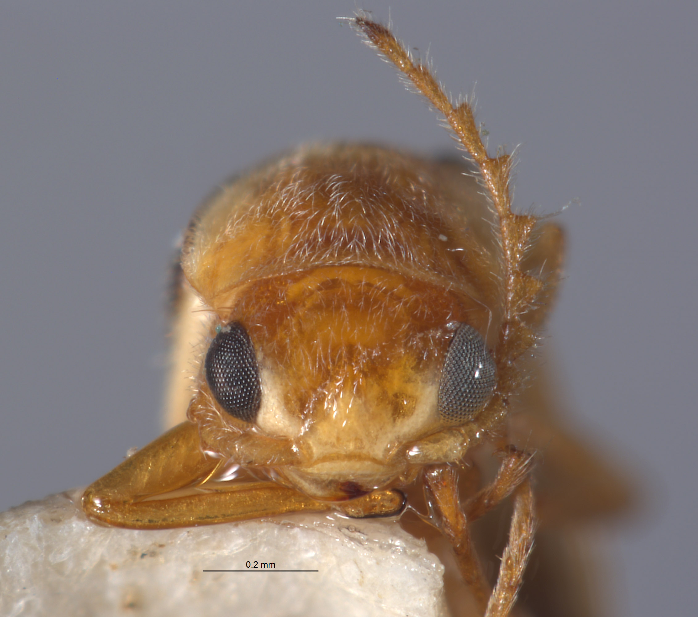 Ebaeus nigerianus image