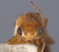 Ebaeus nigerianus image