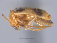 Ebaeus nigerianus image