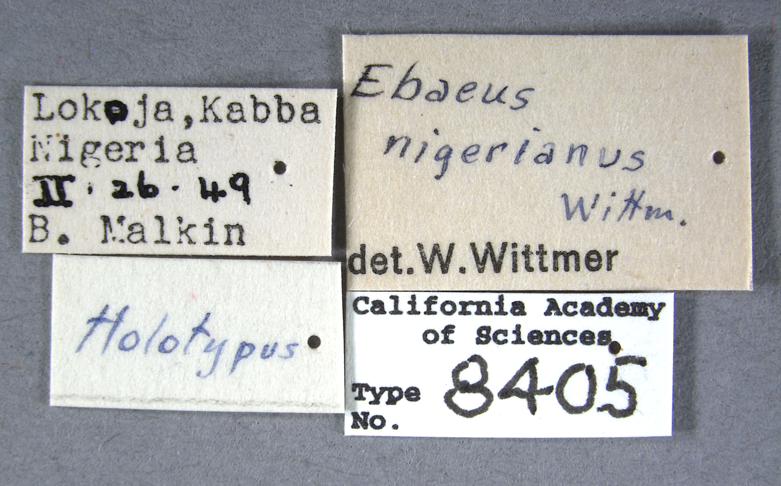 Ebaeus nigerianus image