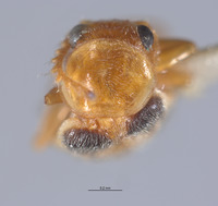 Ebaeus nigerianus image