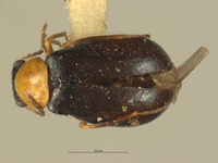Ebaeus szechuanensis image
