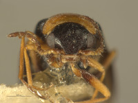 Ebaeus szechuanensis image