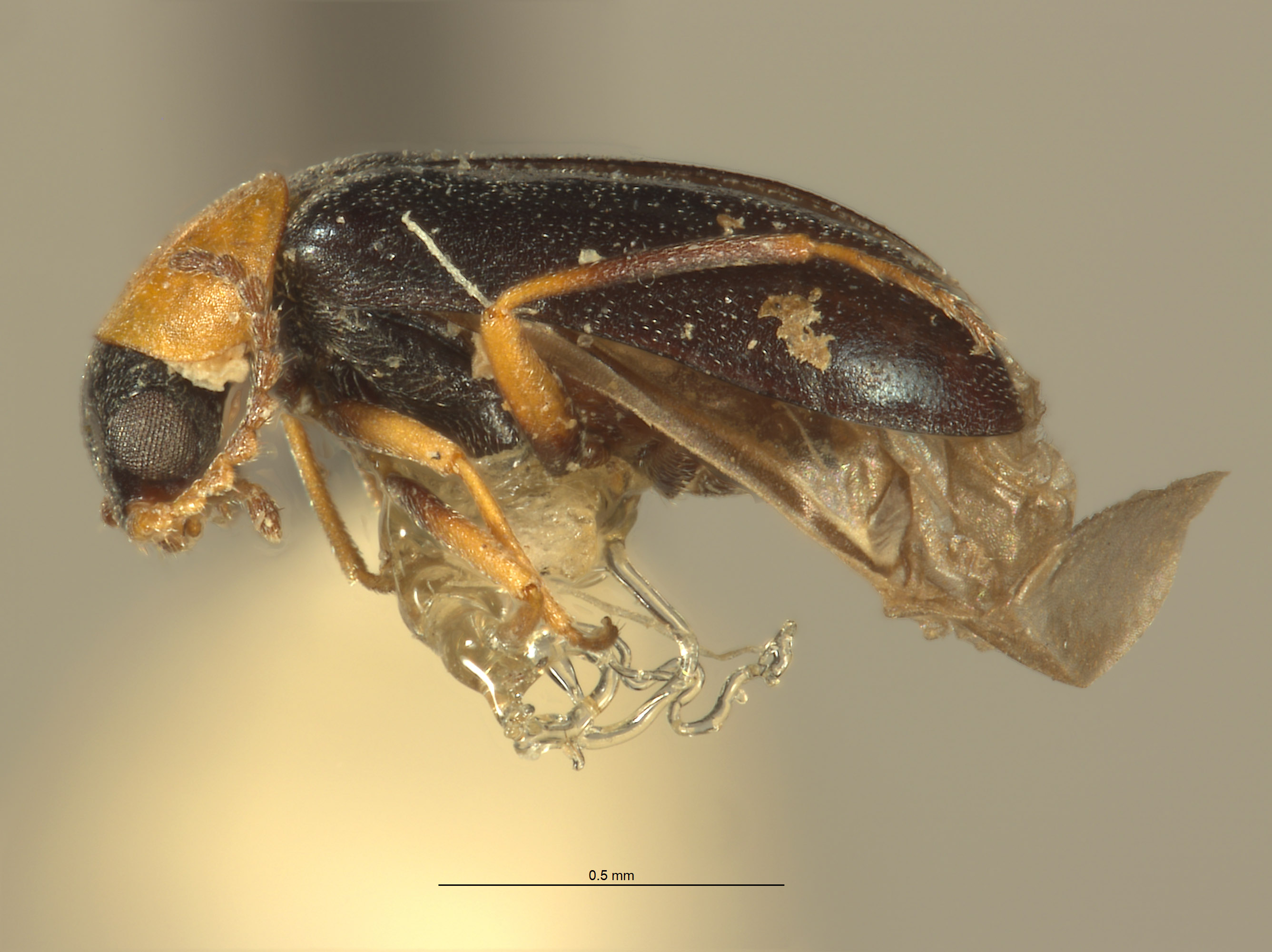 Ebaeus szechuanensis image