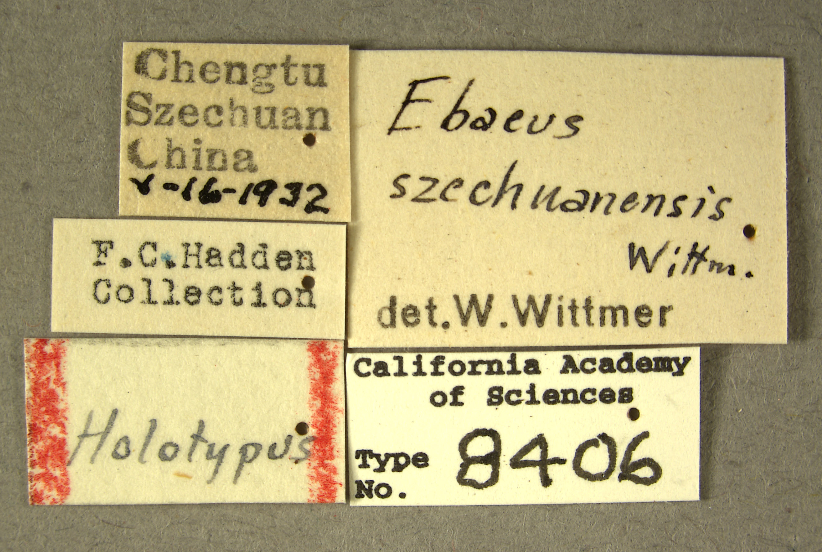 Ebaeus szechuanensis image