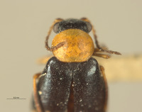 Ebaeus szechuanensis image