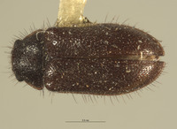 Haplocnemus angolanus image