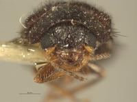 Image of Haplocnemus angolanus