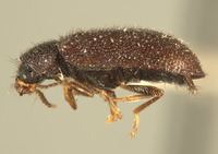 Haplocnemus angolanus image