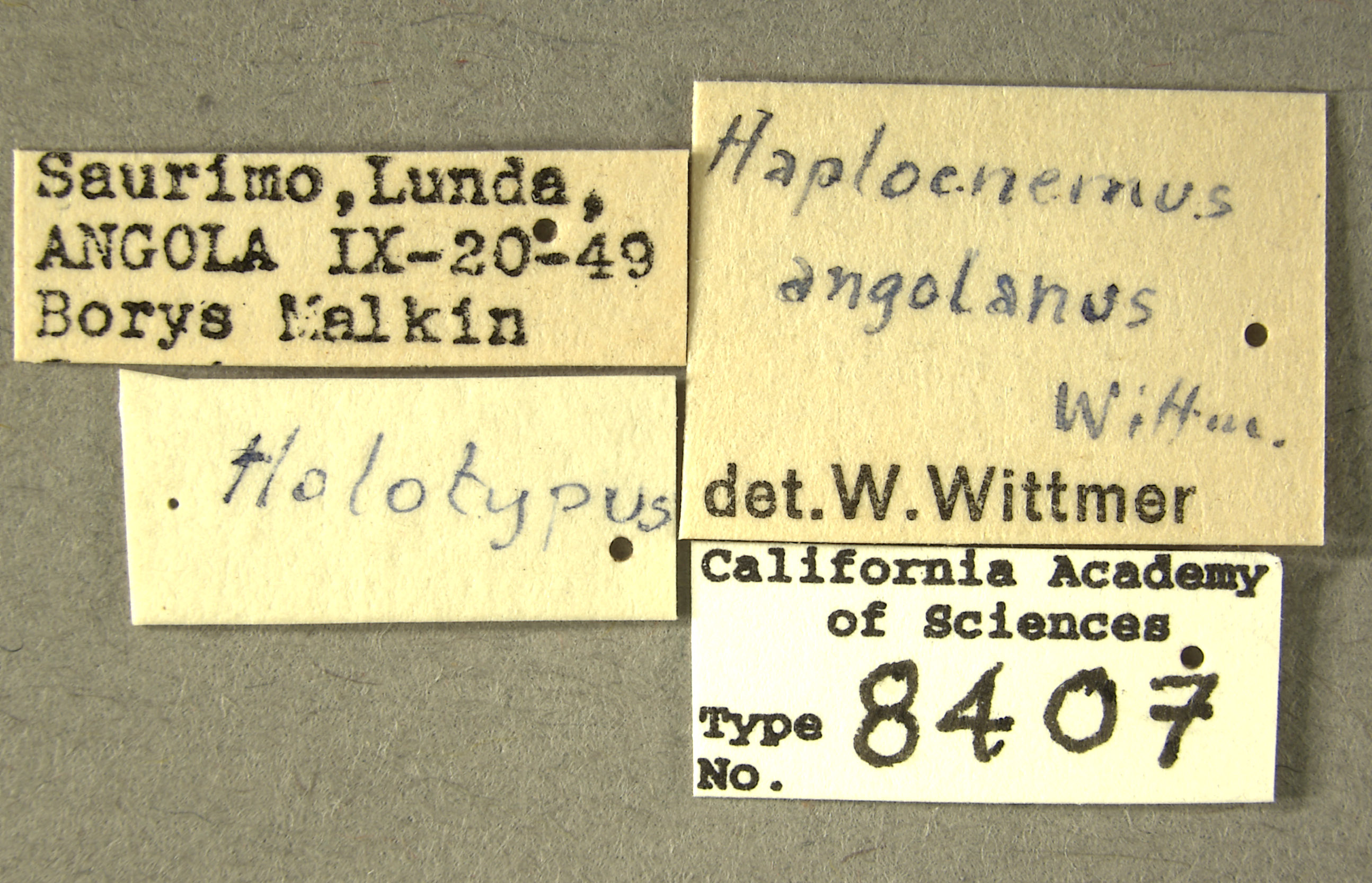 Haplocnemus angolanus image