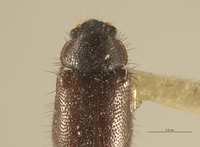 Haplocnemus angolanus image
