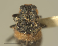 Laius gressitti image