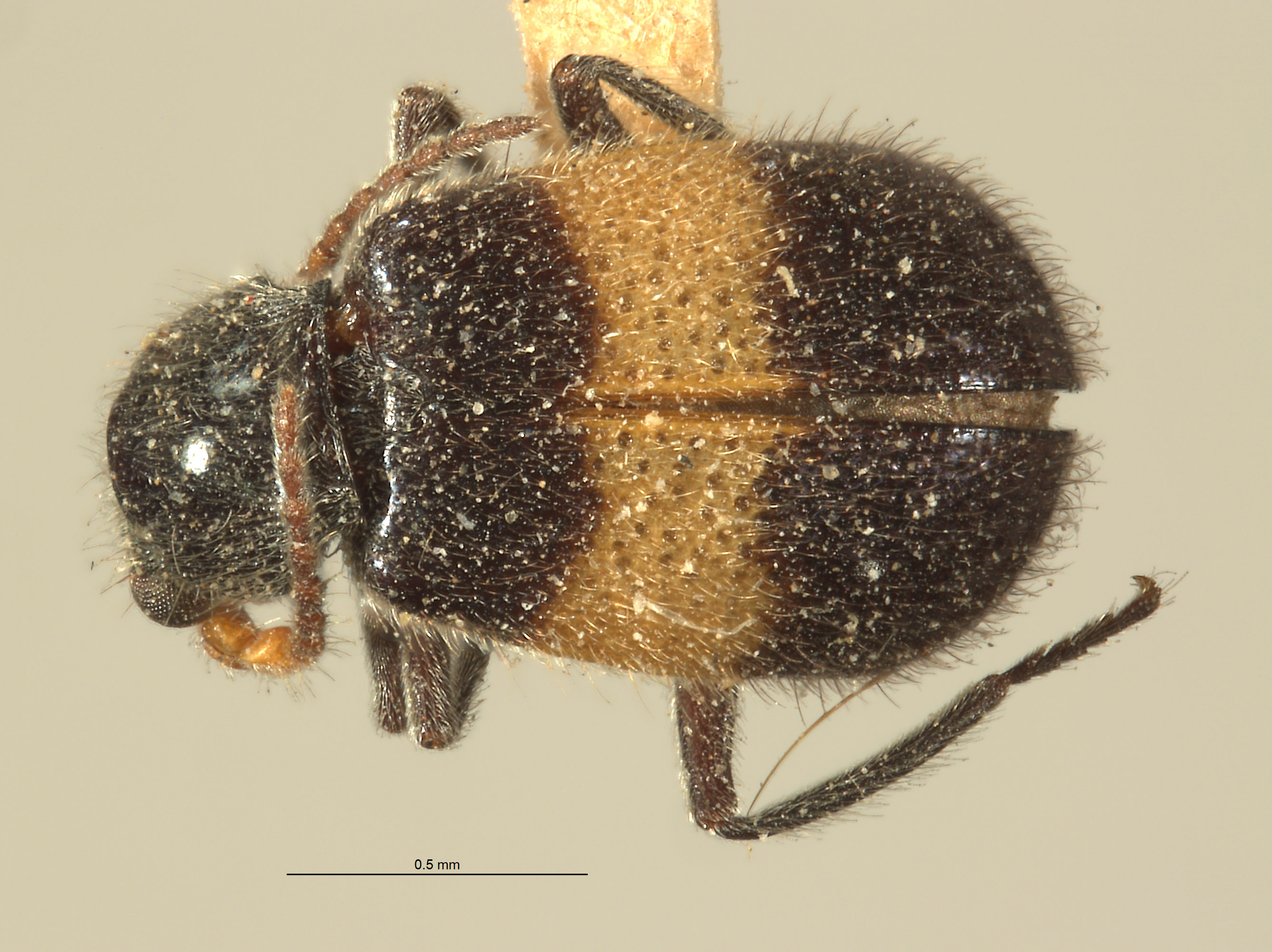 Laius swatowensis image