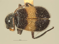 Laius swatowensis image