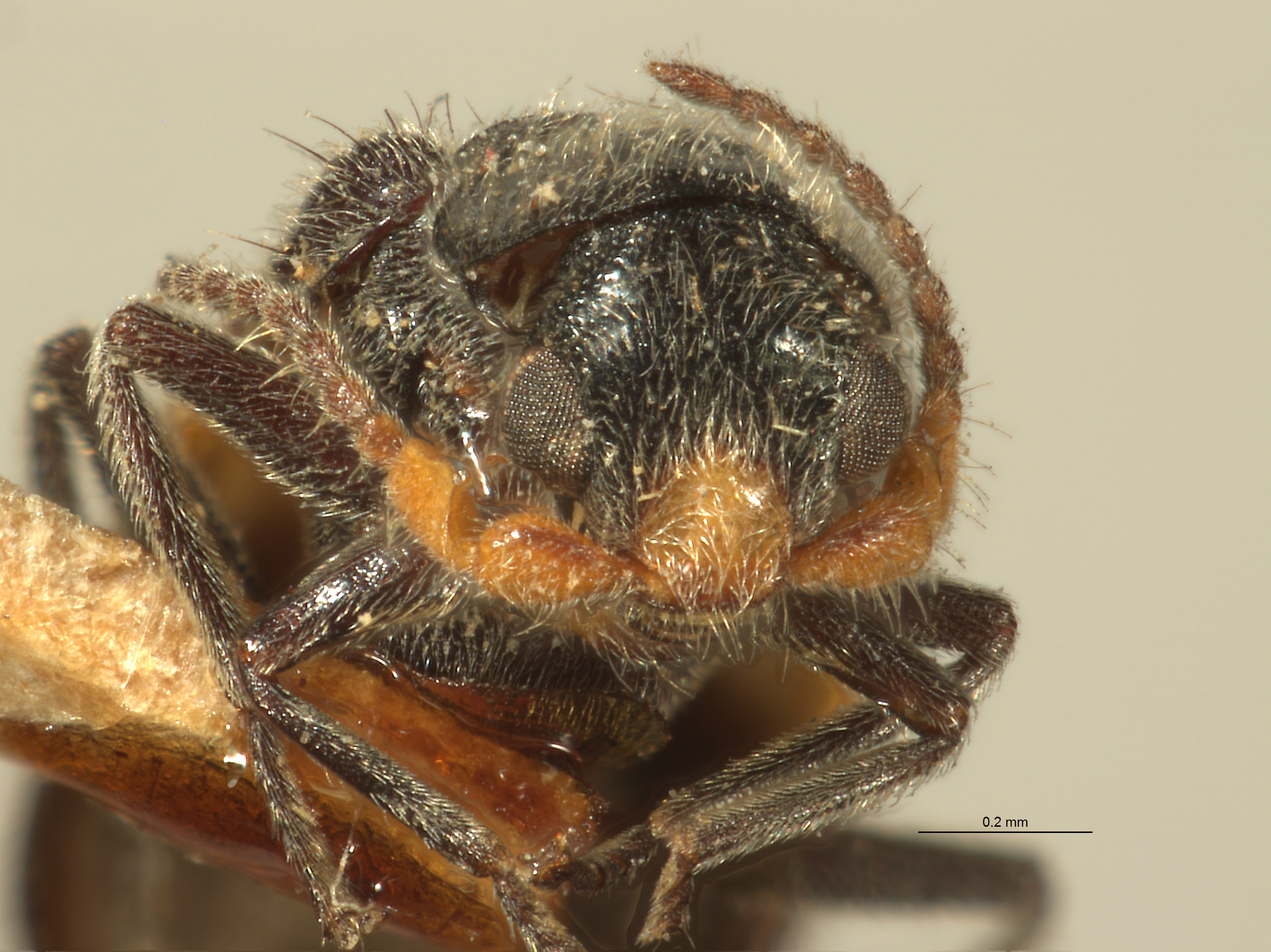 Laius swatowensis image