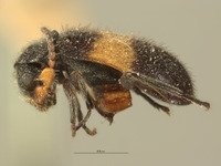 Laius swatowensis image