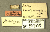 Laius swatowensis image