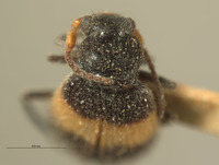 Laius swatowensis image